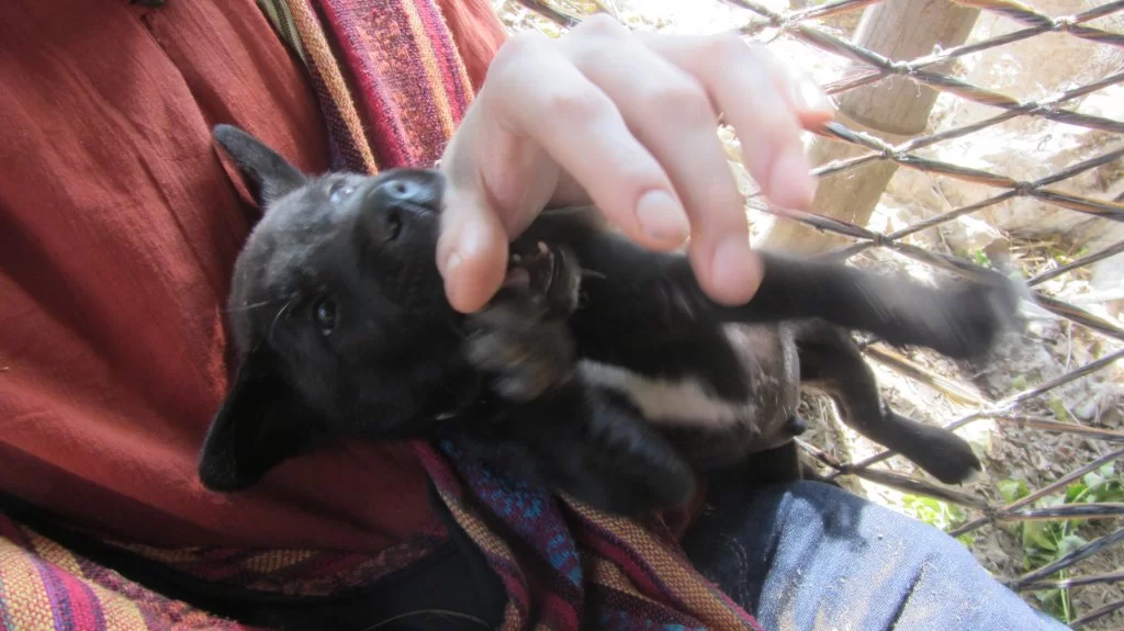 013 me and puppy3.webp