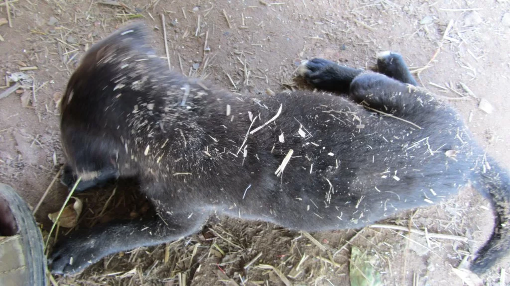 015 dirty puppy.webp