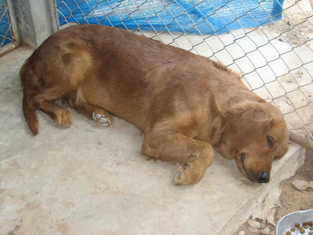 01She like chocolate2.webp