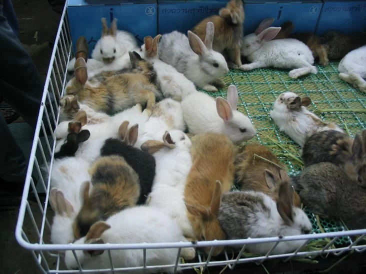 04bunnies.webp