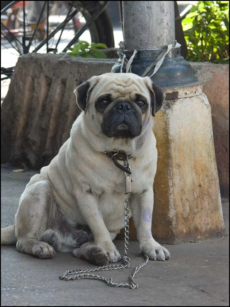 06-064 Mops i Udorn.webp