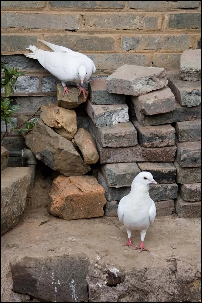 09-1089 Vita duvor.webp