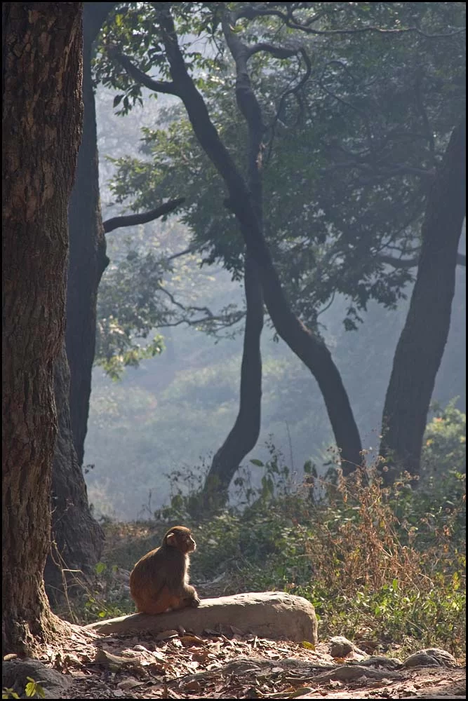 10-1723 Filosoferande apa.webp