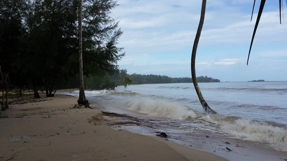 10624678_726005897492823_7632158082922418591_n.jpg coconut.webp