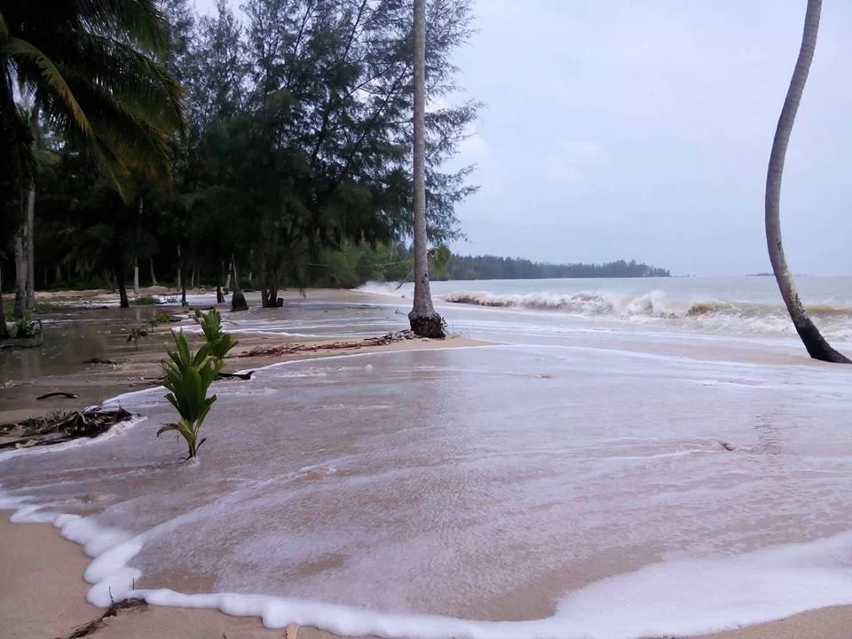 10710705_726005484159531_9212348939301492638_n.jpg coconut.webp