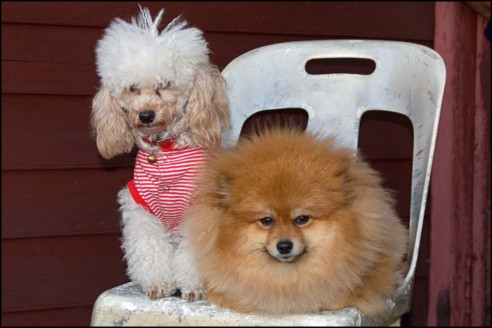 11-0282 Hundar på stol.webp