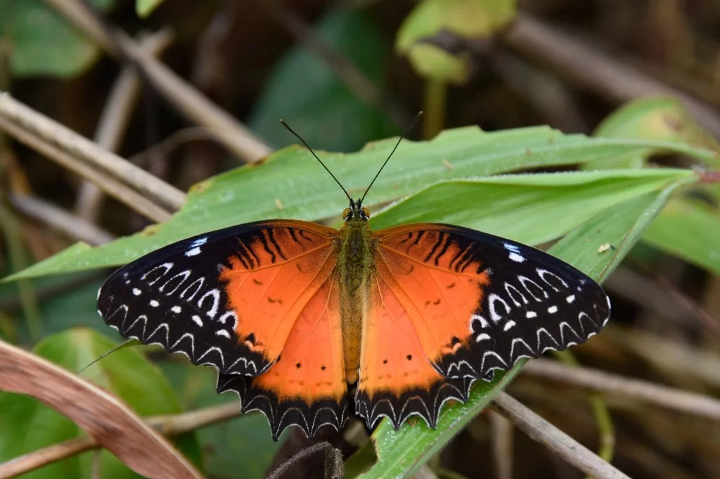11 15-1676 Red lacewing LNT.webp