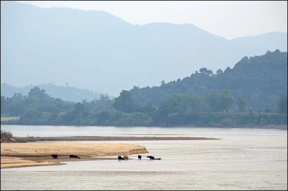 11-1665 Boskap vid Mekongfloden CHR.webp