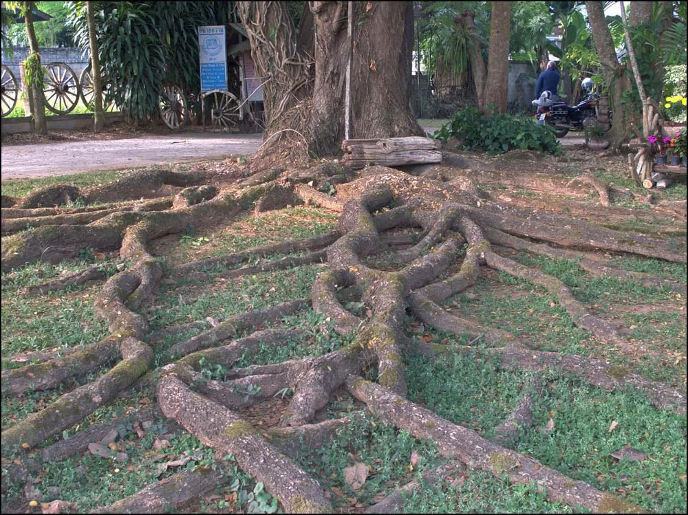 11-1682 Trädrötter Gins GH Chiang Saen.webp