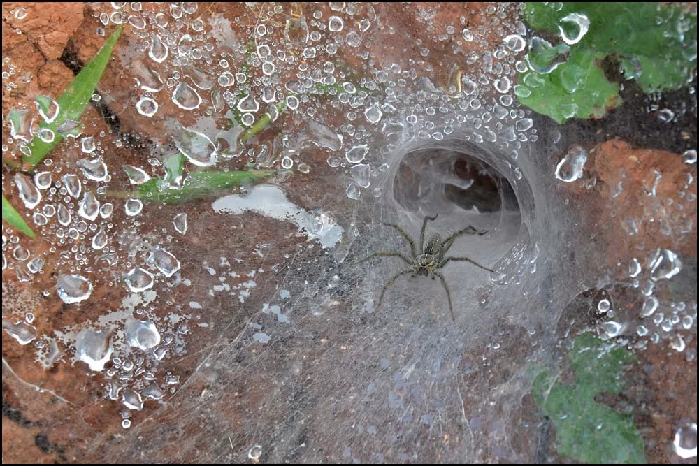 11-1802 Lawn Wolf Spider vid bo.webp