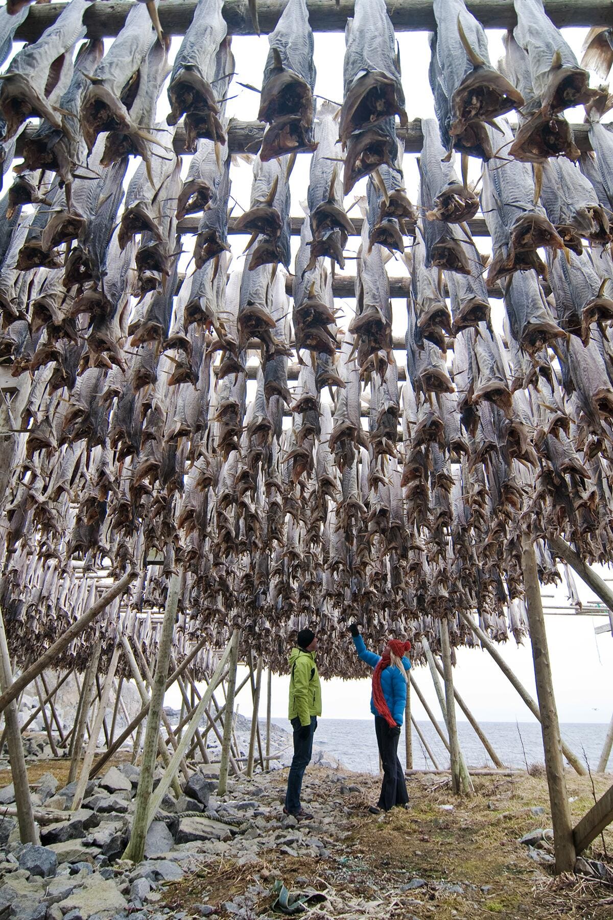 11_15ThingstoEatandDrinkNorway__stockfish_11.-Torrfisk-Lofoten-082009-99-0170-Foto_CH.jpg