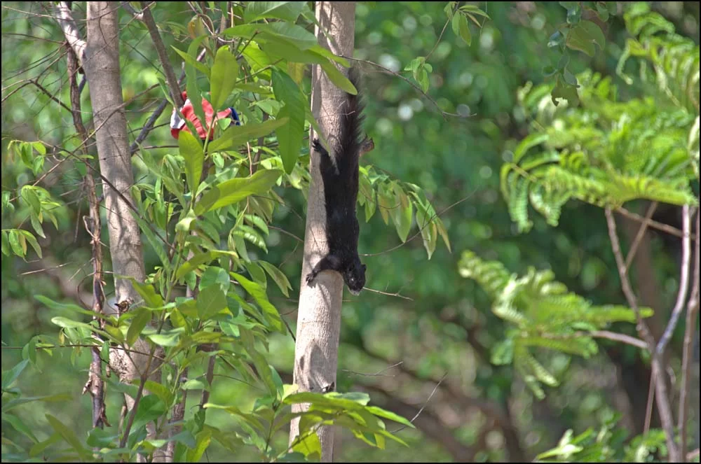 12-0516 Svart ekorre, Pattaya.webp