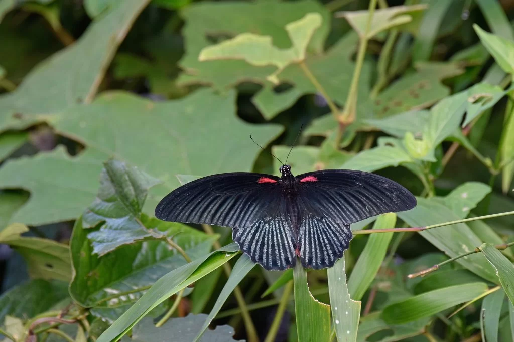 12 15-2360 Great Mormon LNT.webp