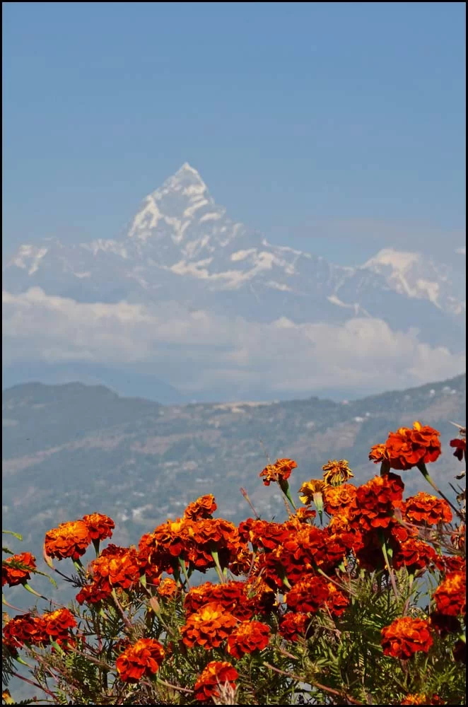 13-2535 Blommor och Mt Fishtail.webp