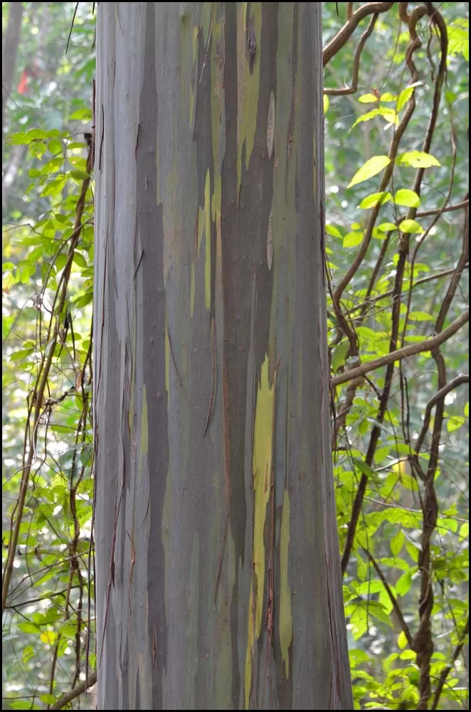 13-2880 Eucalyptus trädstam CHM.webp