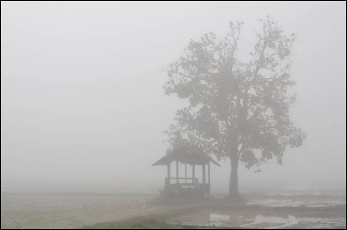 14-0047 Träd och rasthydda i dimma CHR.webp