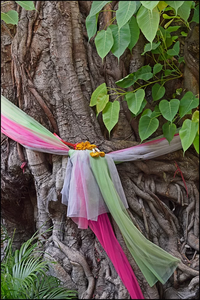 14-1770 Heligt träd vid Rom Po Hotel CHM.webp