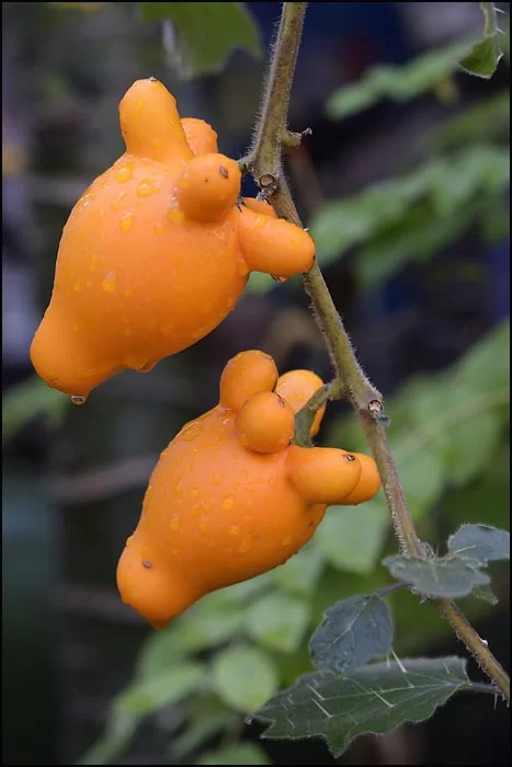 15-0447 Käringtomat CHM.webp