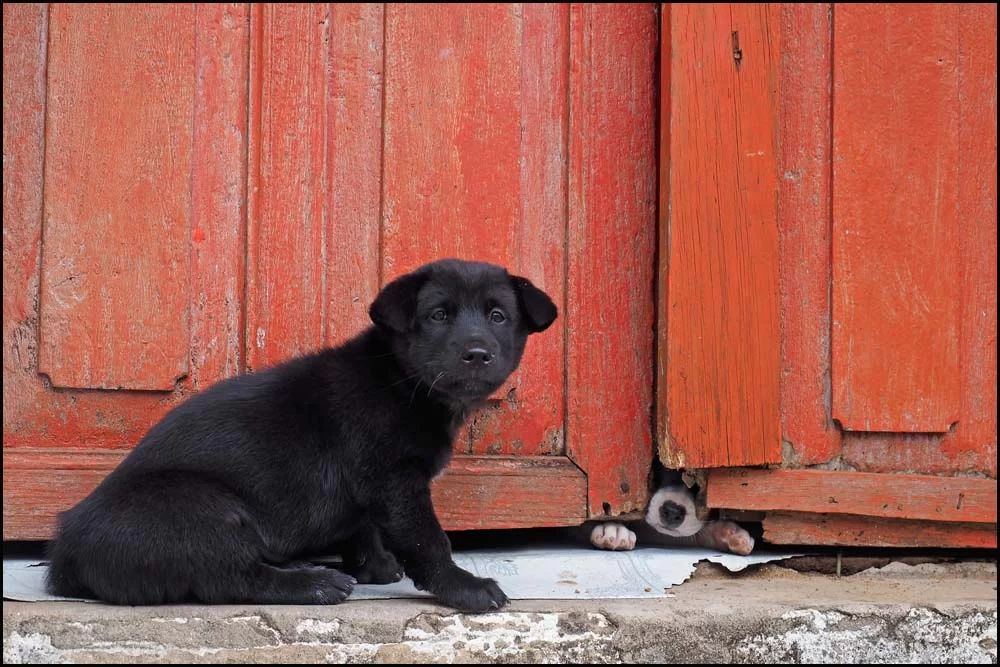 15-1796 Hundvalpar LPB.webp