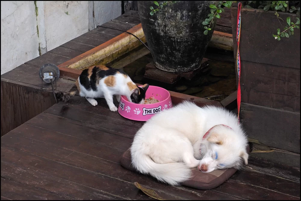 15-2293 Katten äter hundens mat LPB.webp