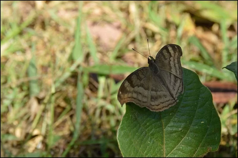 16-0284 Chocolate soldier NAN.webp
