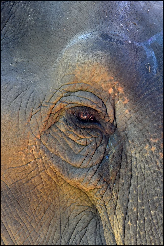 16-2343 Elefantens öga.webp