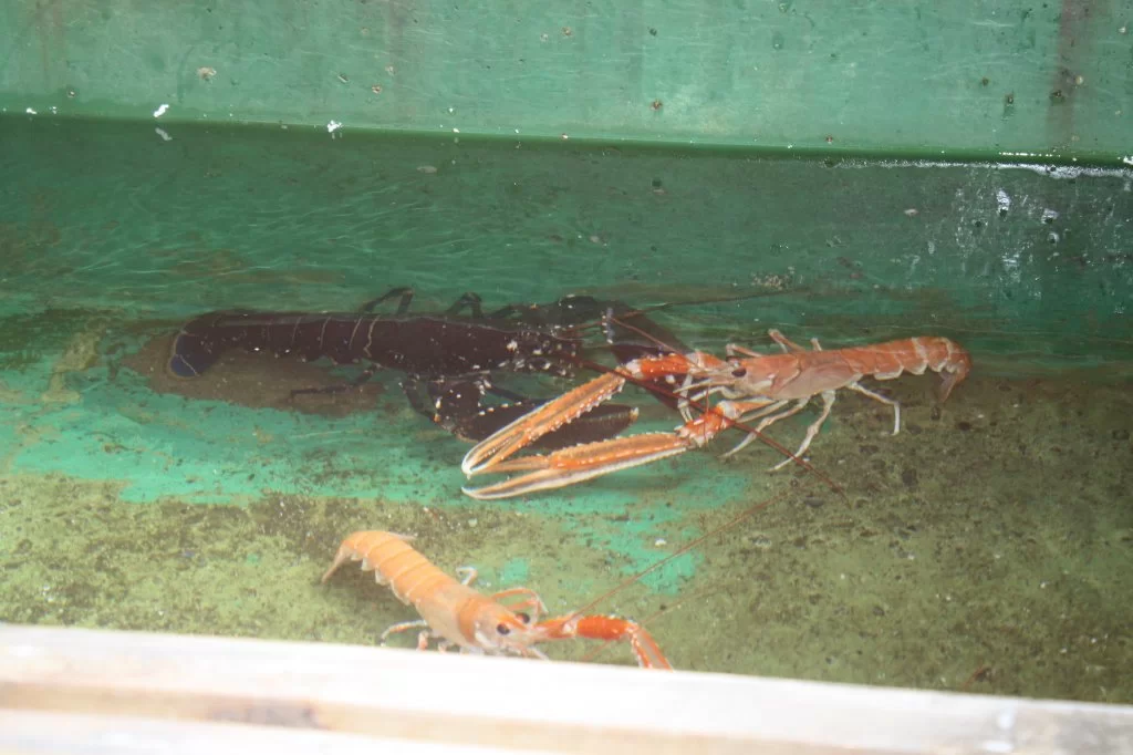 16 mai Bergen 2011 160.webp