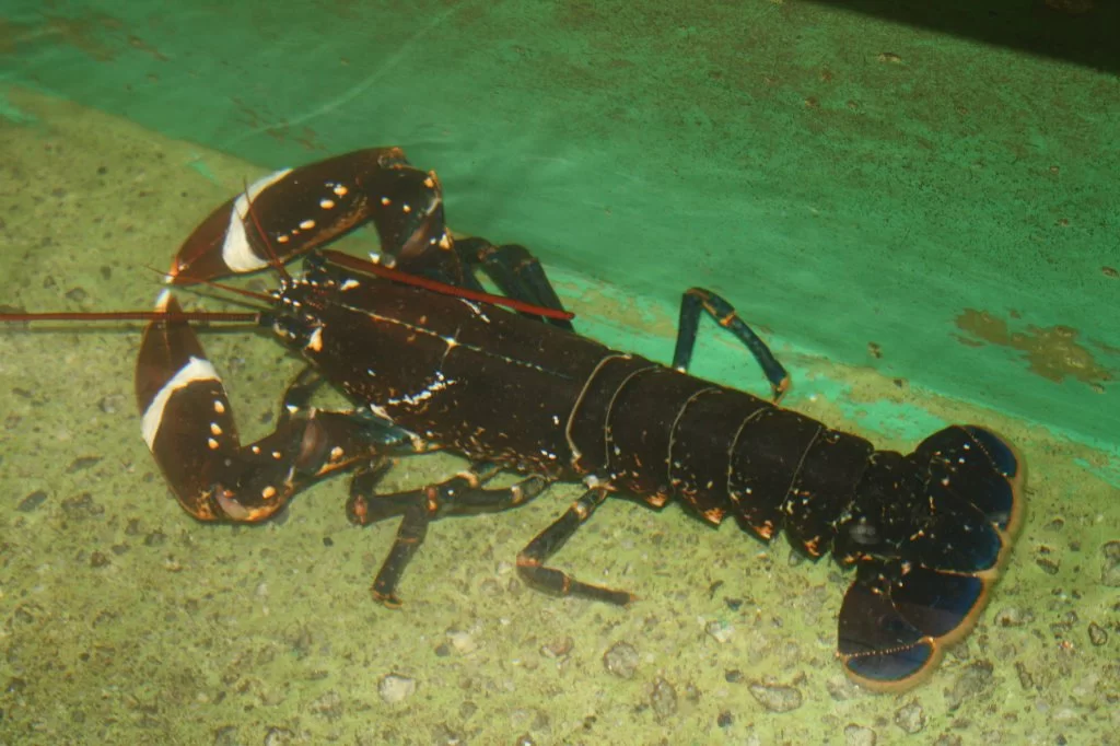 16 mai Bergen 2011 161.webp