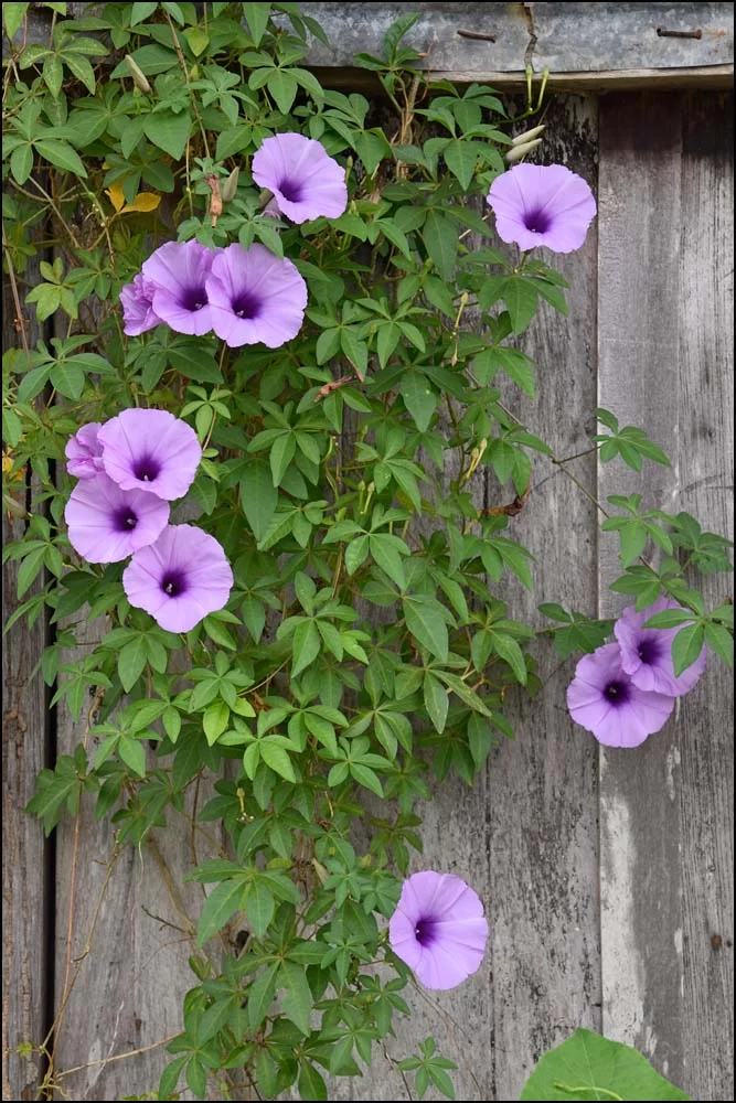 17-0469 Ljuslila blommor NST.webp