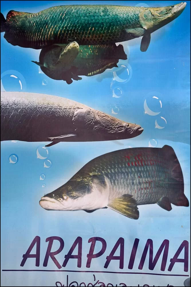 17-1417 Arapaima CBU.webp