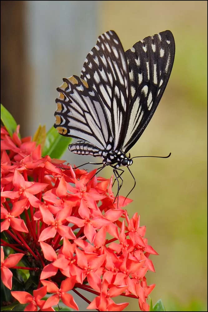 17-1473 Fjäril på blomma CBU.webp