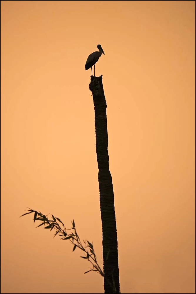 17-1491 Stork på högstubbe CBU.webp