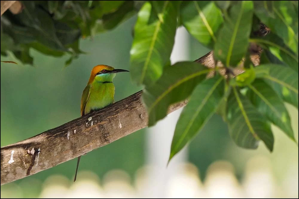 17-1500 Biätare i träd CBU.webp