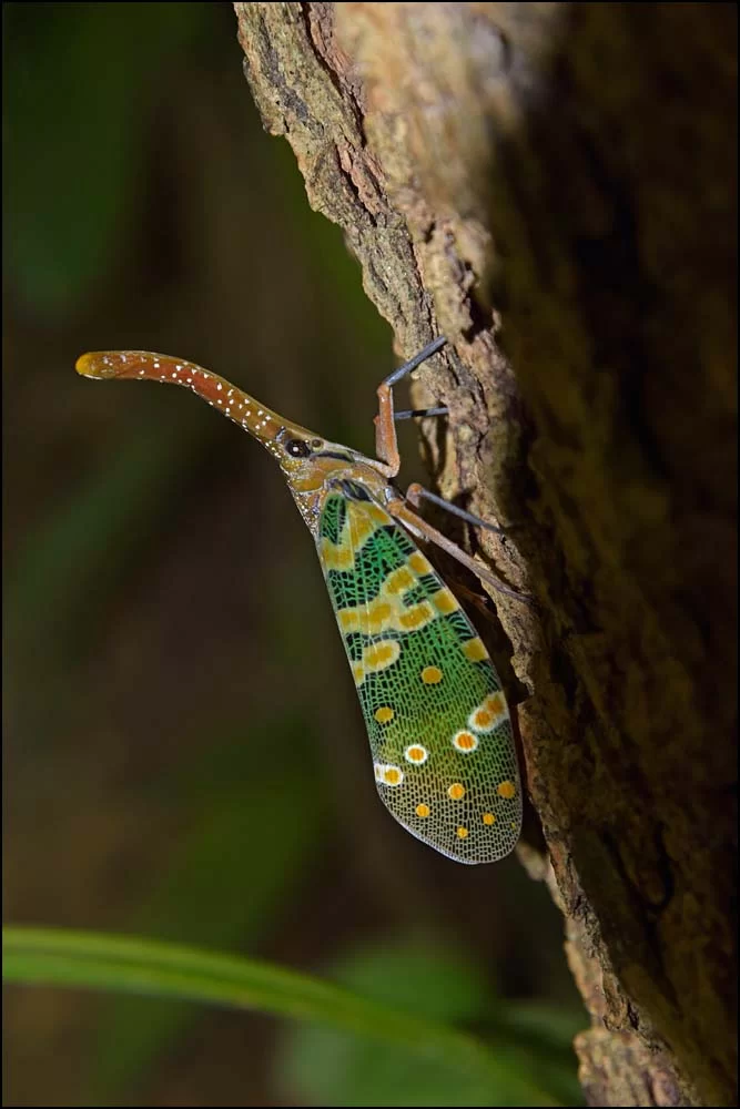 17-1585 Insekt CHM.webp