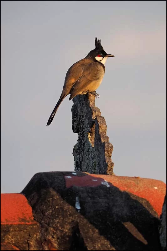 17-1723 Rödörad bulbyl CHM.webp