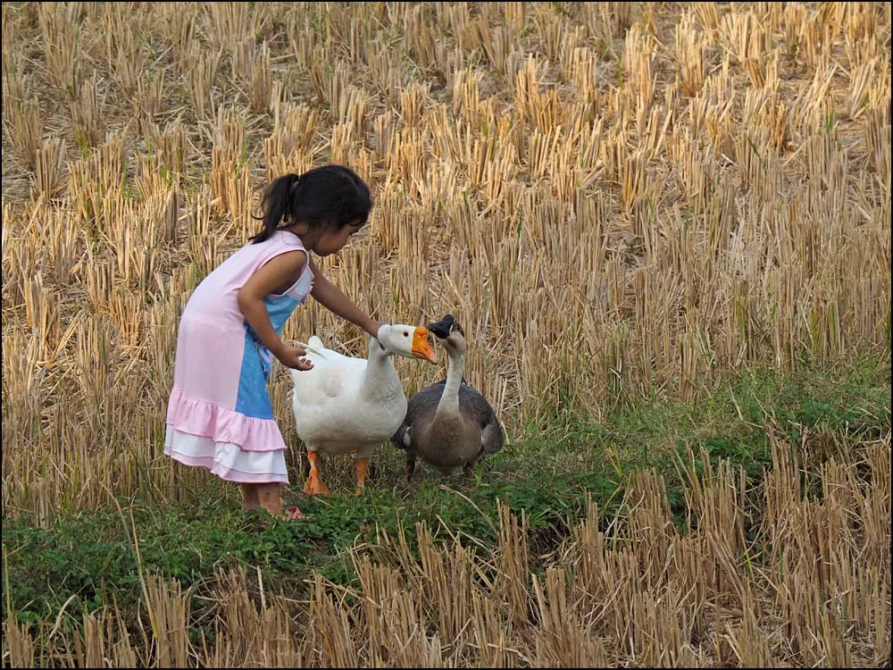 17-1801 Si-Queen och gäss NAN.webp