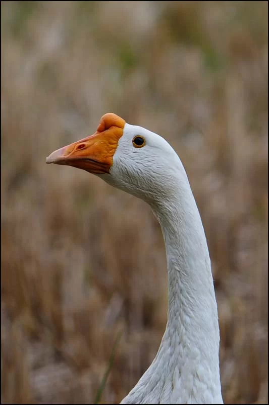 17-1826 Gåskarl NAN.webp