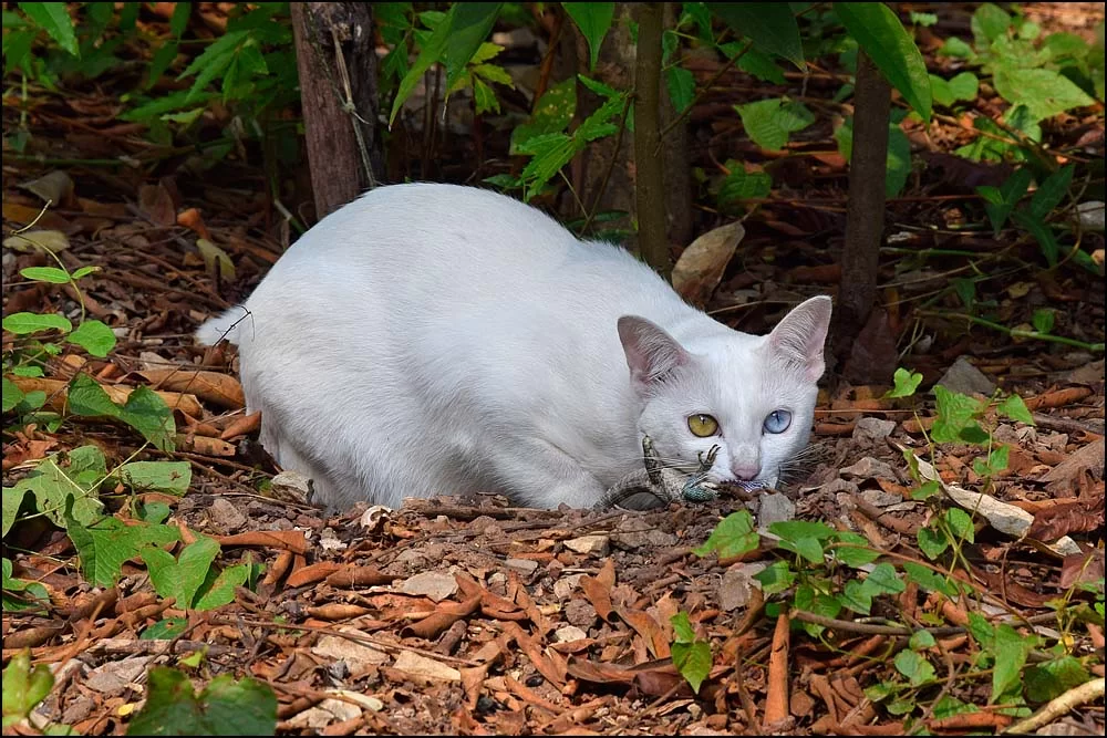 17-1830 Katten och ödlan NAN.webp