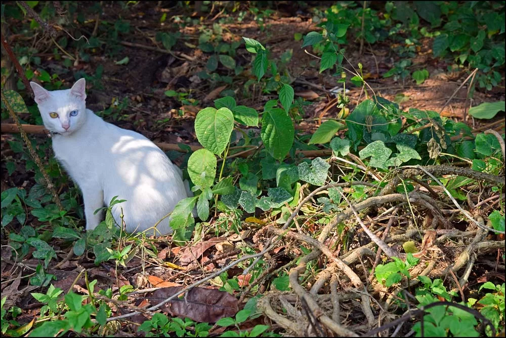 17-1833 Katten och ödlan NAN.webp