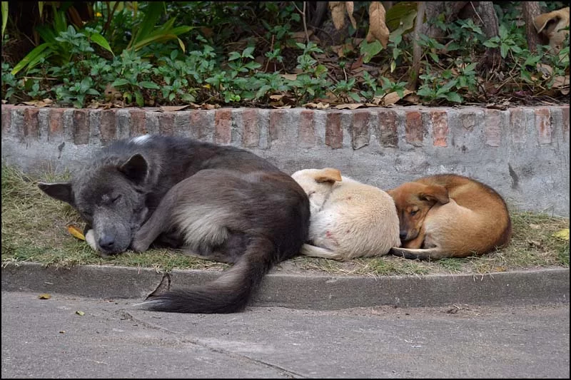 18-0073 Tre slöa hundar LPB.webp