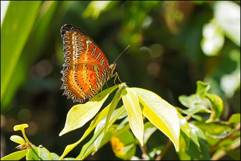 18-0129 Fjäril LNT.webp