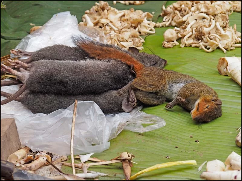 18-0147 Råttor och ekorre på marknaden LNT.webp