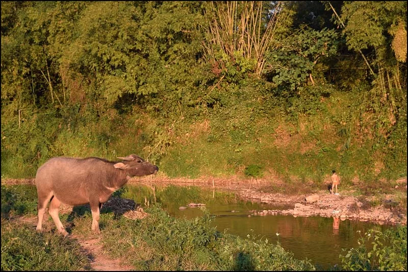 18-0166 Buffalo vid Nam Tha LNT.webp