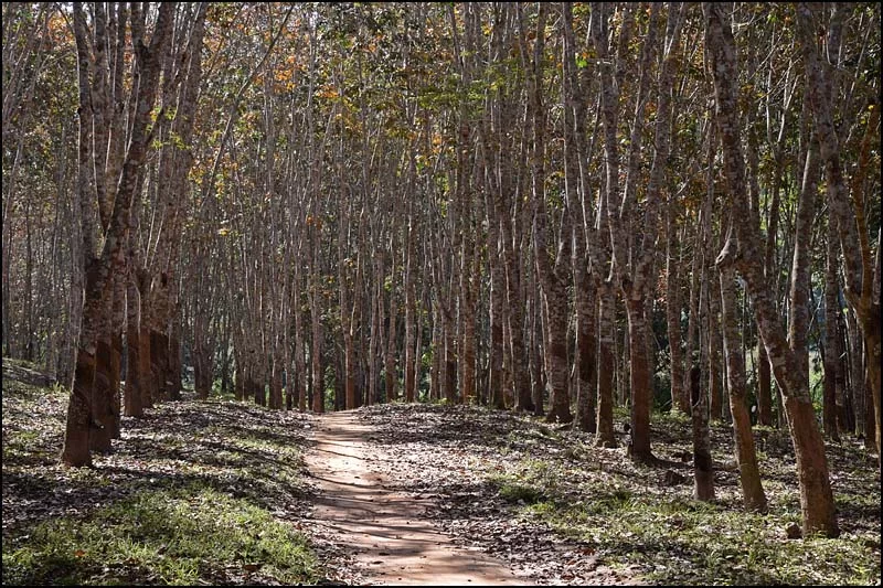 18-0194 Gummiträd LNT.webp