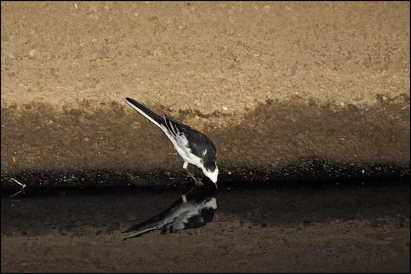 18-0276 Sädesärla vid kanalen CHM.webp