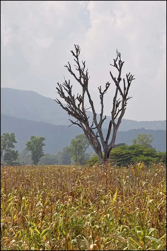 18-0309 Gammalt träd i majsfält PYO.webp
