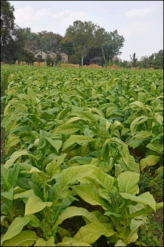 18-0323 Tobaksfält och torkrior PYO.webp