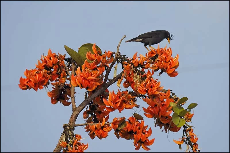 18-0353 Fågel i blommande träd PYO.webp