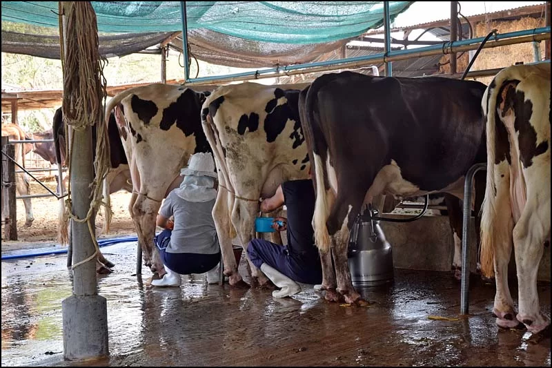 18-0361 Korna mjölkas KOK.webp