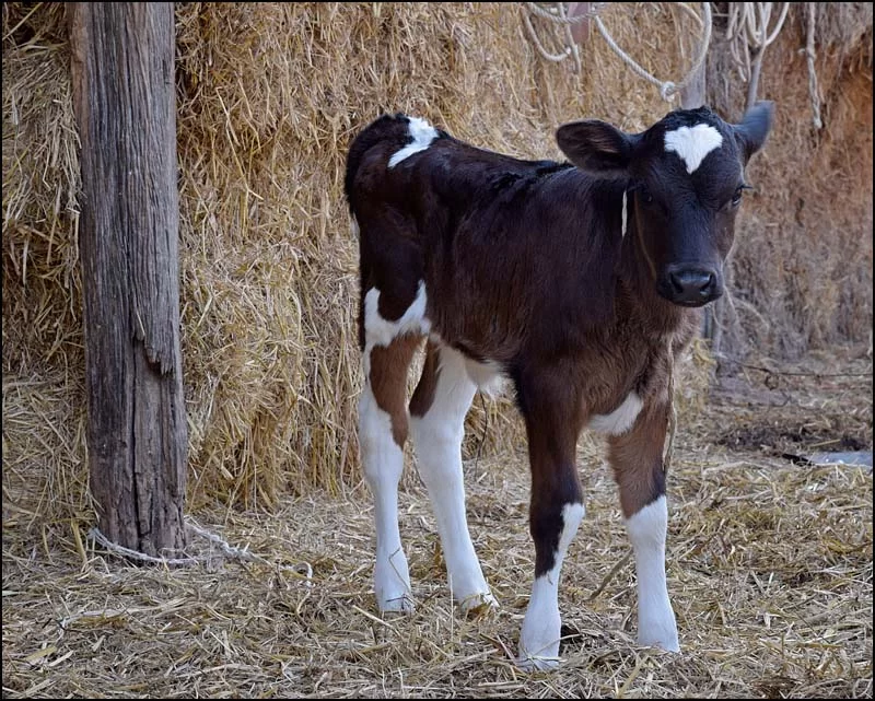 18-0363 En liten kalv KOK.webp